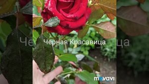 Роза флорибунда Шейлас Парфюм и другие цветы