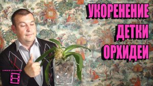 УКОРЕНЕНИЕ ДЕТКИ ОРХИДЕИ ФАЛЕНОПСИС. КАК УСКОРИТЬ? ОРХИДЕИ. ЭКЗОТИКА НА ПОДОКОННИКЕ