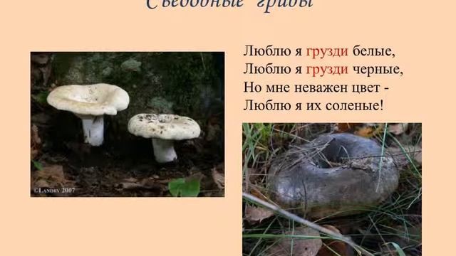Презентация на тему: "Учимся определять грибы" смотреть онлайн