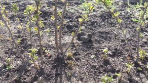 Штамбовая малина Сказка и Таруса после зимовке на даче