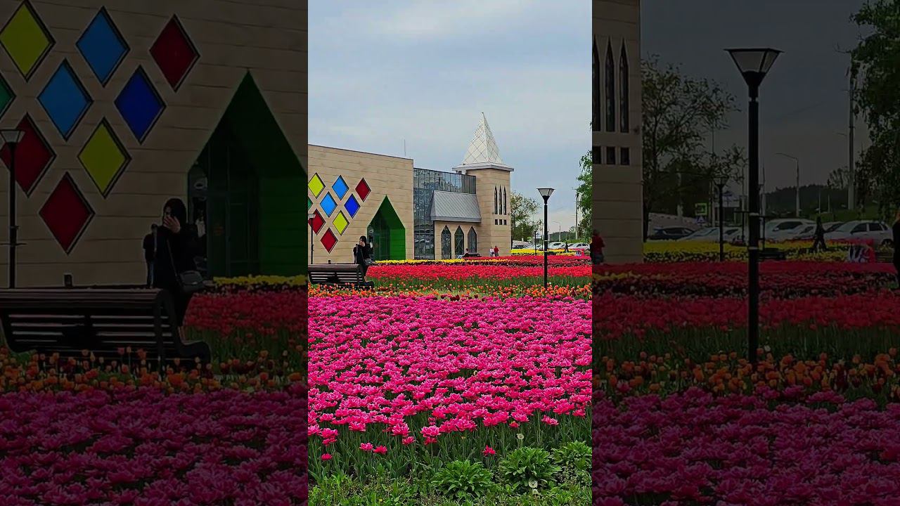 На улицах Белгорода. On the streets of Belgorod. #белгород  #цветы  #парк  #весна #belgorod #flowers