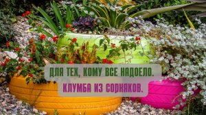 Для тех, кому все надоело. ? Клумба из сорняков .