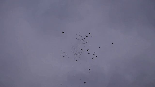 Голуби Василия Рузманова п. Степное смотреть онлайн