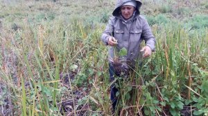 Травница Елена Викторовна Наумова о частухе подорожниковой