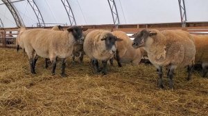 Sheep Farming At Ewetopia Farms: A Morning On Our Sheep Farm
