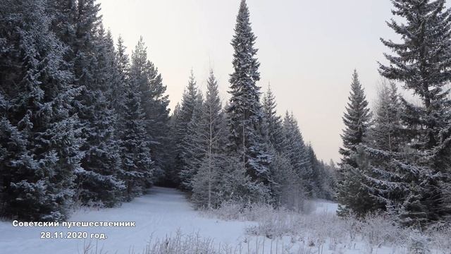 Снежный лес. Нижний Тагил. 28.11.2020 год.(4К)