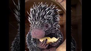 голодный малыш