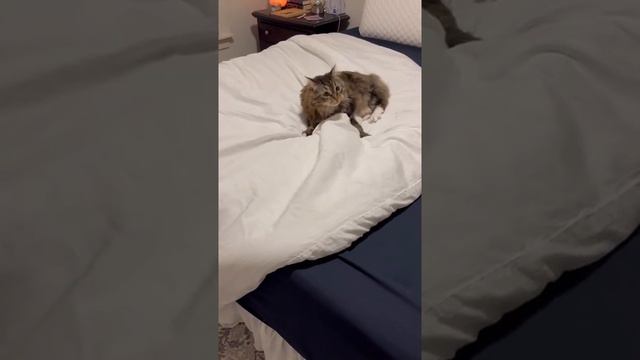 Смешной котик 😂🐱