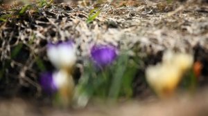 Весна пришла, первые цветы крокусы и подснежники, видео высокого разрешения