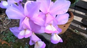 Orquídea CATTLEYA NOBILIOR