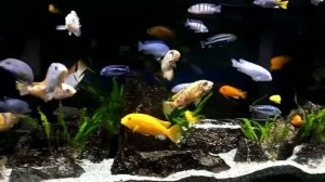 African Cichlids in a 55 gallon Aquarium?