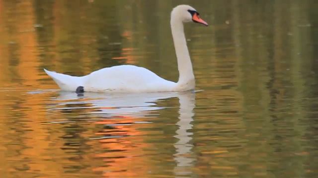 Лебеди в пруду у замка смотреть онлайн