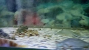 Батискаф в городе Анапа