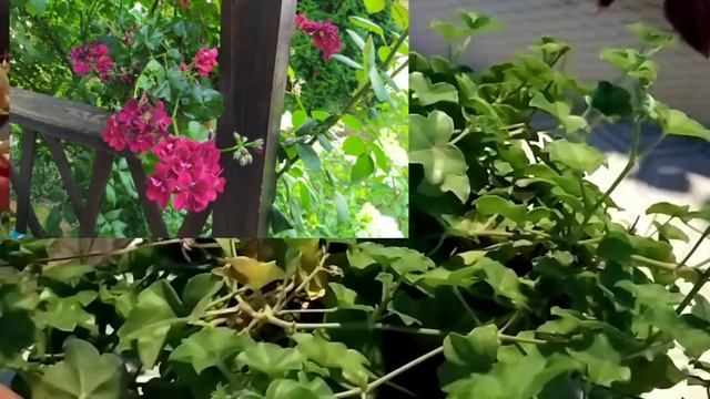 ЯРКИЕ КРАСКИ САДА В ОКТЯБРЕ. САЖАЮ ЧЕРЕНКИ КОЛЕУСОВ. ПЛЮЩЕЛИСТНАЯ АМПЕЛЬНАЯ ГЕРАНЬ. ДЕЛА САДОВЫЕ. смотреть онлайн