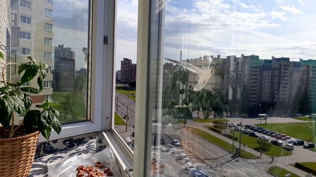 Чайки делят обед (озёрные и серебристая) смотреть онлайн