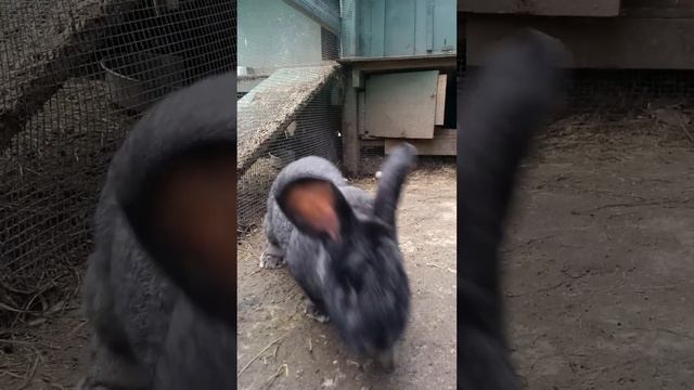 Noah, Flemish Giant Buck Rabbit playing with a wild mallard duck смотреть онлайн