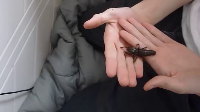 Handling my black camel spider смотреть онлайн