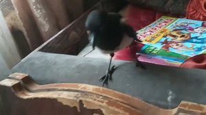Рорик   Беспридельщик  02 08 20 г