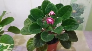 КОМНАТНЫЕ ЦВЕТЫ???В НОЯБРЕ - ОБЗОР ЦВЕТУЩИХ И ПЕСТРОЛИСТНЫХ КОМНАТНЫХ РАСТЕНИЙ