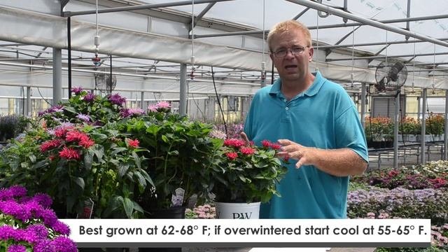 Monarda Production Tips | Walters Gardens