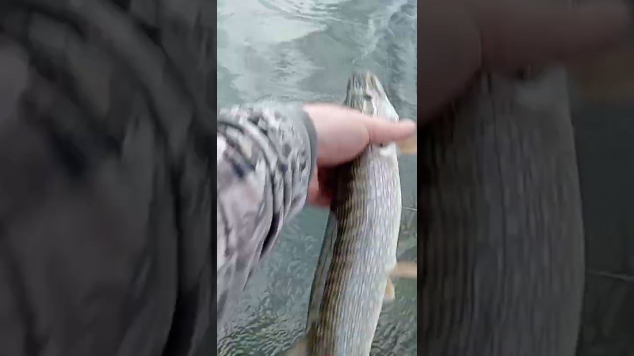 поймал-отпусти #fishing #рыбалка #щука #поймалотпусти #catchandrelease