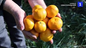 В Сочи начался массовый сбор урожая мандаринов