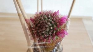 Mammillaria Backebergiana: in Bloom Feb 2021