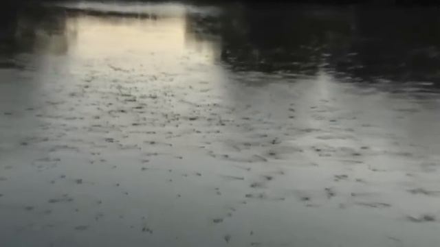 Рыбалка. Вылет метелики (Пазенки) на реке Днестр ! смотреть онлайн