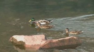 Документальный фильм Путеводитель по Овсянке.