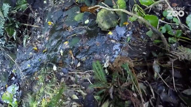 Episode 3 - Kākāpō Conservation Field Work on Whenua Hou смотреть онлайн