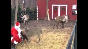 5 САНТА КЛАУСОВ и ОЛЕНЕЙ РУДОЛЬФОВ (ОЛЕНИ САНТЫ) СНЯТЫХ НА КАМЕРУ (ЛУЧШИЕ ВИДЕО)