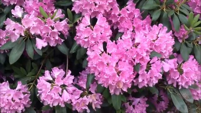 Früling.Schöne Farbe. Rhododéndron Blüht .Рододéндрон