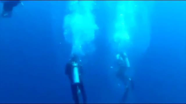 Дайверы спасли кита. Кит просил помощи у людей / Редкие кадры смотреть онлайн