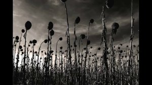 Dead Can Dance // Amnesia