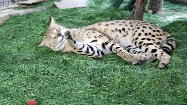 Сервал мальчик смотреть онлайн