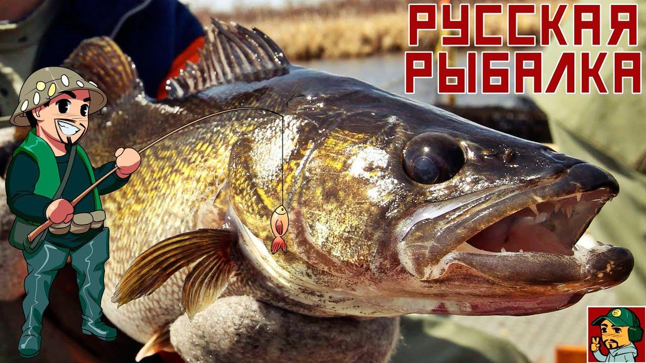 Русская Рыбалка 4 - Хочу поймать трофейного Судака
