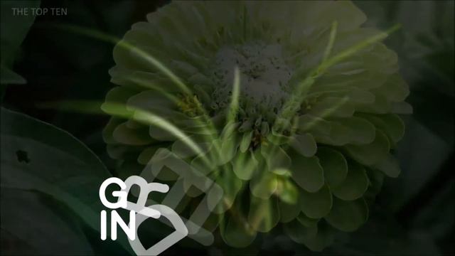 The Top Ten Most Beautiful Green Flowers смотреть онлайн