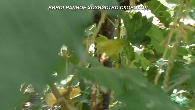 Казанова - сигналки на прививке смотреть онлайн