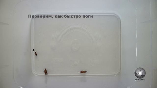 Испытание: как Раптор действует на тараканов