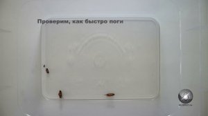Испытание: как Раптор действует на тараканов