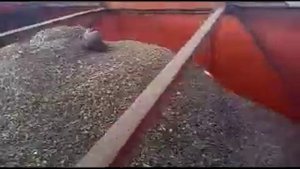 Уборка подсолнечника комбайном Дон-1500