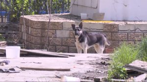 Жители Сочи рассказали о смертельном нападении собак на ребенка