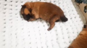 Щенкам шпица 10 дней. ❤ Луна открыла глазки 👀