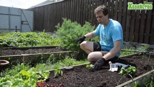 Перец - рассада перца в открытый грунт. Новый способ как правильно посадить перец