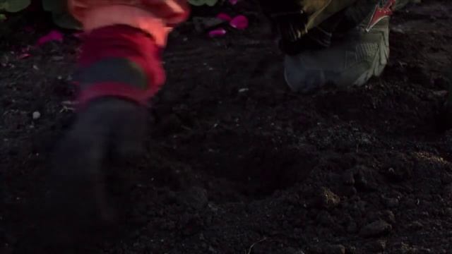 Выбор луковиц тюльпанов, нарциссов, гиацинтов смотреть онлайн