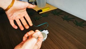 Guide to Low Stress Training (LST) - Dank Lab