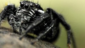 Удивительные Пауки (Паук скакун)