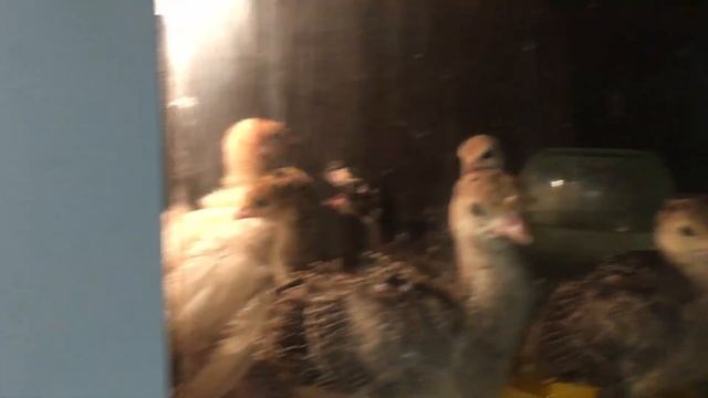 Купил молодняк птицы. Цыплята чешский доминант. Индюшата Бронзовые Широкогрудые. Гусята Линда. смотреть онлайн