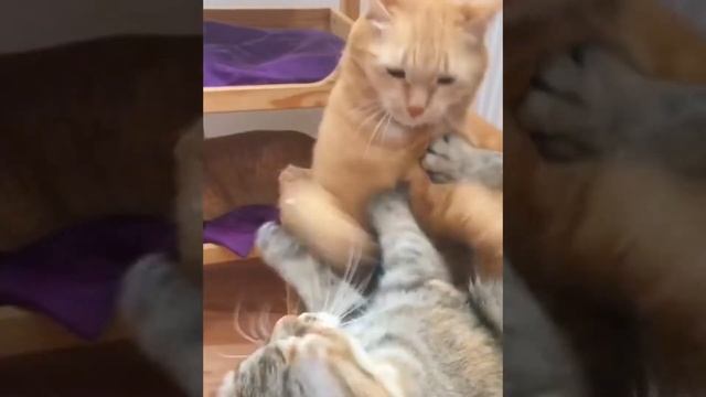 Коты делают зарядку.