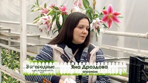 Советы по уходу за лилиями!